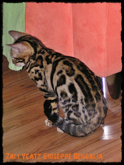 ZallyCatz Giuseppe Bengalia ZallyCatz Giuseppe Bengalia