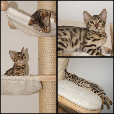 Grizabella & Cleo Bengalia Grizabella & Cleo Bengalia